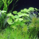 植栽から31日目　アマゾンチドメグサ